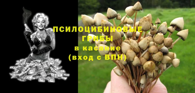 Псилоцибиновые грибы Psilocybine cubensis  Алейск 